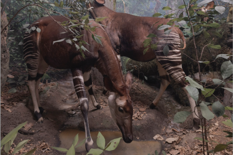 sasha-asensio-dioramas-Daniel Belinchon (1)