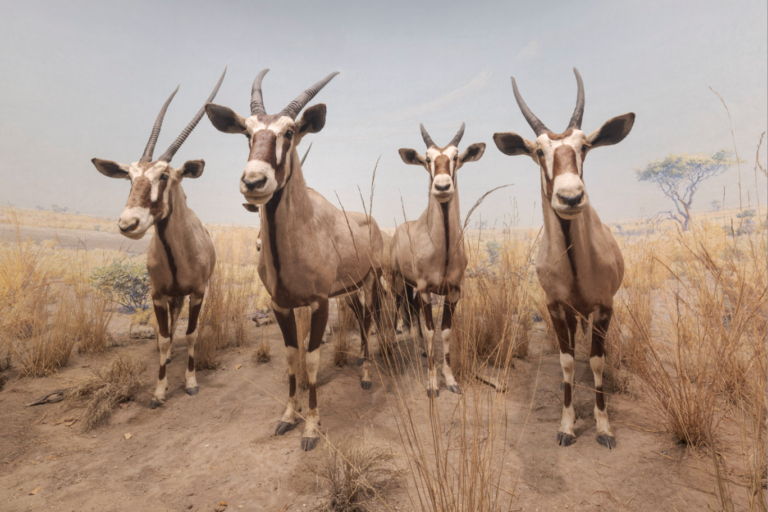 sasha-asensio-dioramas-Daniel Belinchon (2)