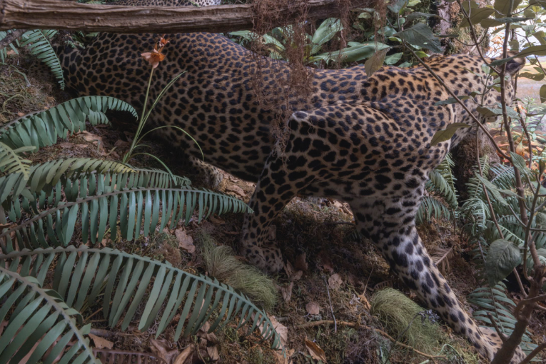 sasha-asensio-dioramas-Daniel Belinchon (4)